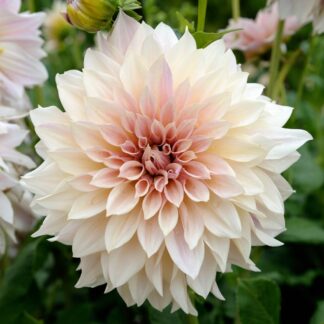Dahlia Cafe Au Lait - Pack of Three