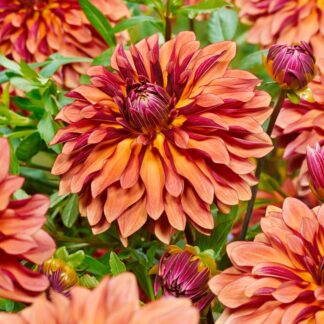 Dahlia - Decorative Small-Flowered Miss Brandy