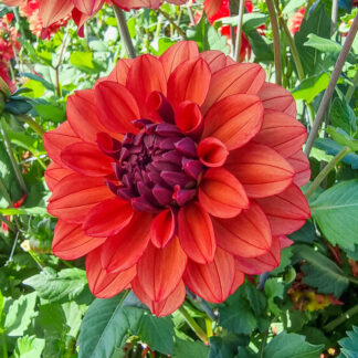 Dahlia - Decorative Small-Flowered Misses Miley