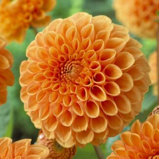 Dahlia Sylvia