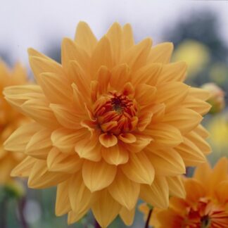 Dahlia Glorie Van Noordwijk