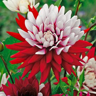 Dahlia ‘rebecca’s World'