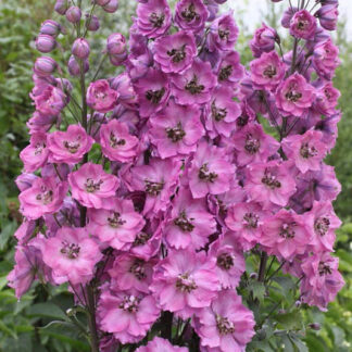 Delphinium 'Astolat' - Pacific Giant Delphinium