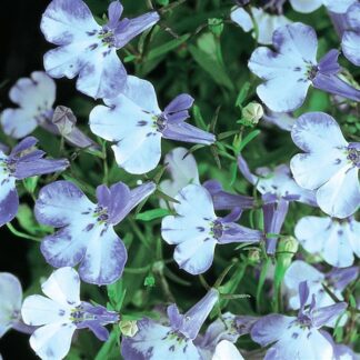Lobelia Erinus Riviera Blue Splash