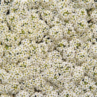Alyssum (Lobularia) Maritima Wonderland White