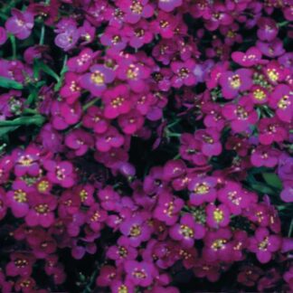 Alyssum (Lobularia Maritima) - Wonderland Deep Purple