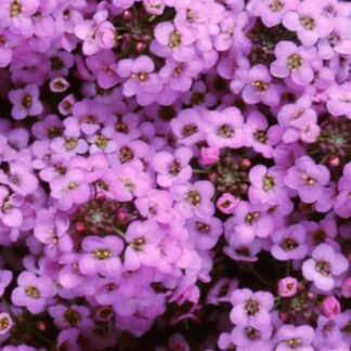 Alyssum (Lobularia) Maritima Wonderland Lavender