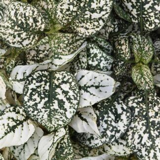 Hypoestes Splash White - Polka Dot Plant
