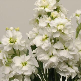 Matthiola Incana 'Katz White' - Fragrant Column Stock Plant