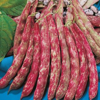 Dwarf French Bean 'Borlotto'