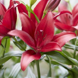 Lilium Dynamix - Pack of Five Lily Bulbs
