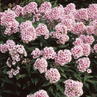 Phlox Paniculata 'Bright Eyes'