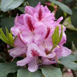 Rhododendron 'Furnivall's Daughter'