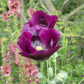 Poppy Plant 'Lauren's Grape' - Papaver Somniferum