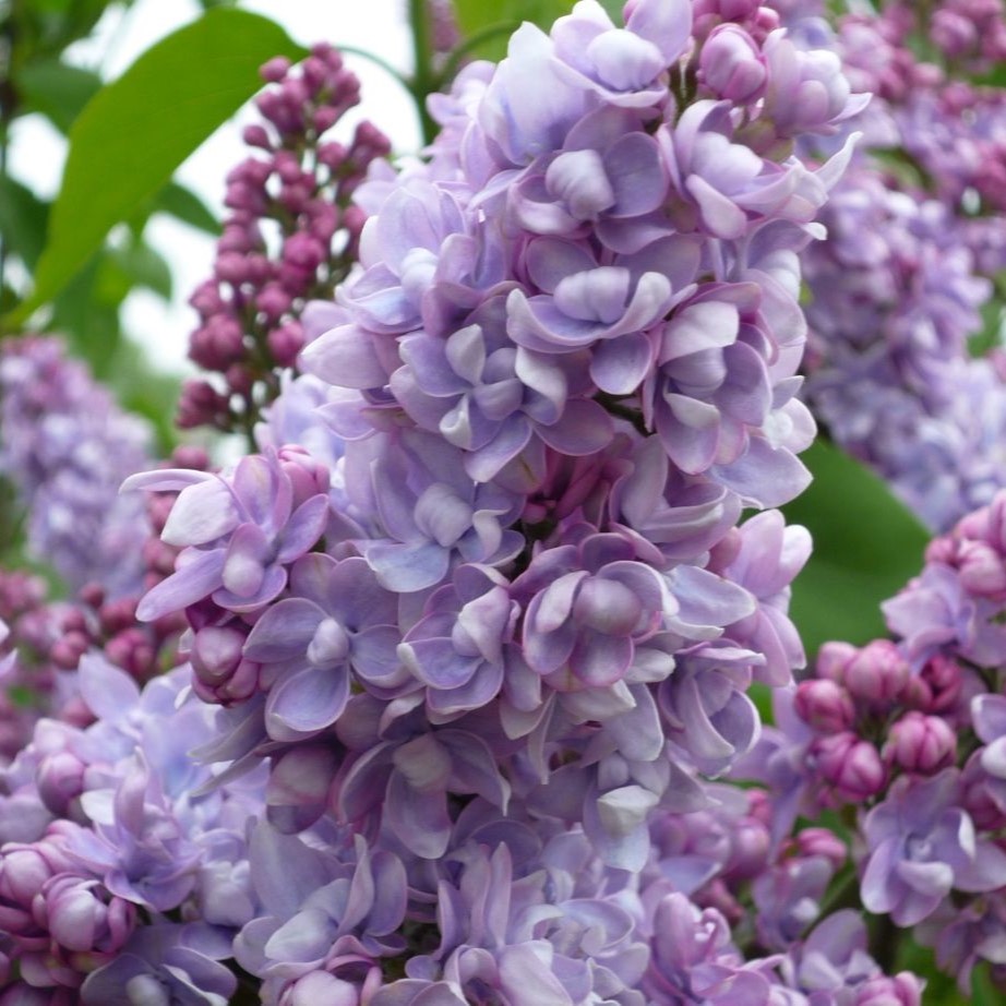 Syringa Vulgaris 'Emilie Lemoine'