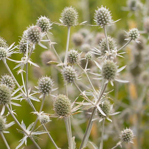 Eryngium Planum 'White Glitter'