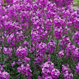 Erysimum Bowles Mauve - Perennial Wallflower - Pack of Three - in Bud & Bloom