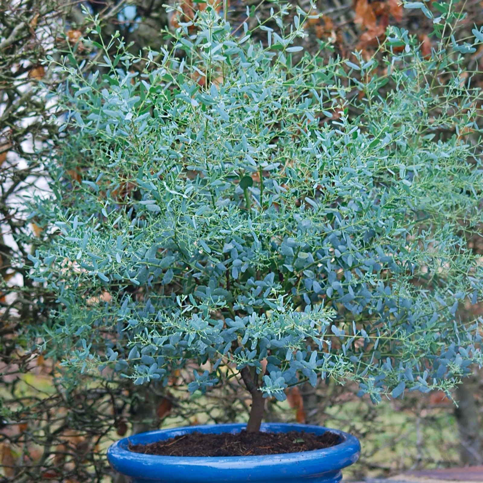 Large Eucalyptus Gunnii France Bleu - Circa 140-160cm Tall