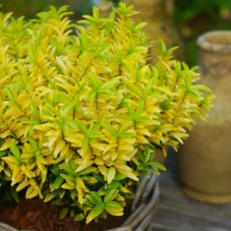 Euonymus Japonica 'Happiness'