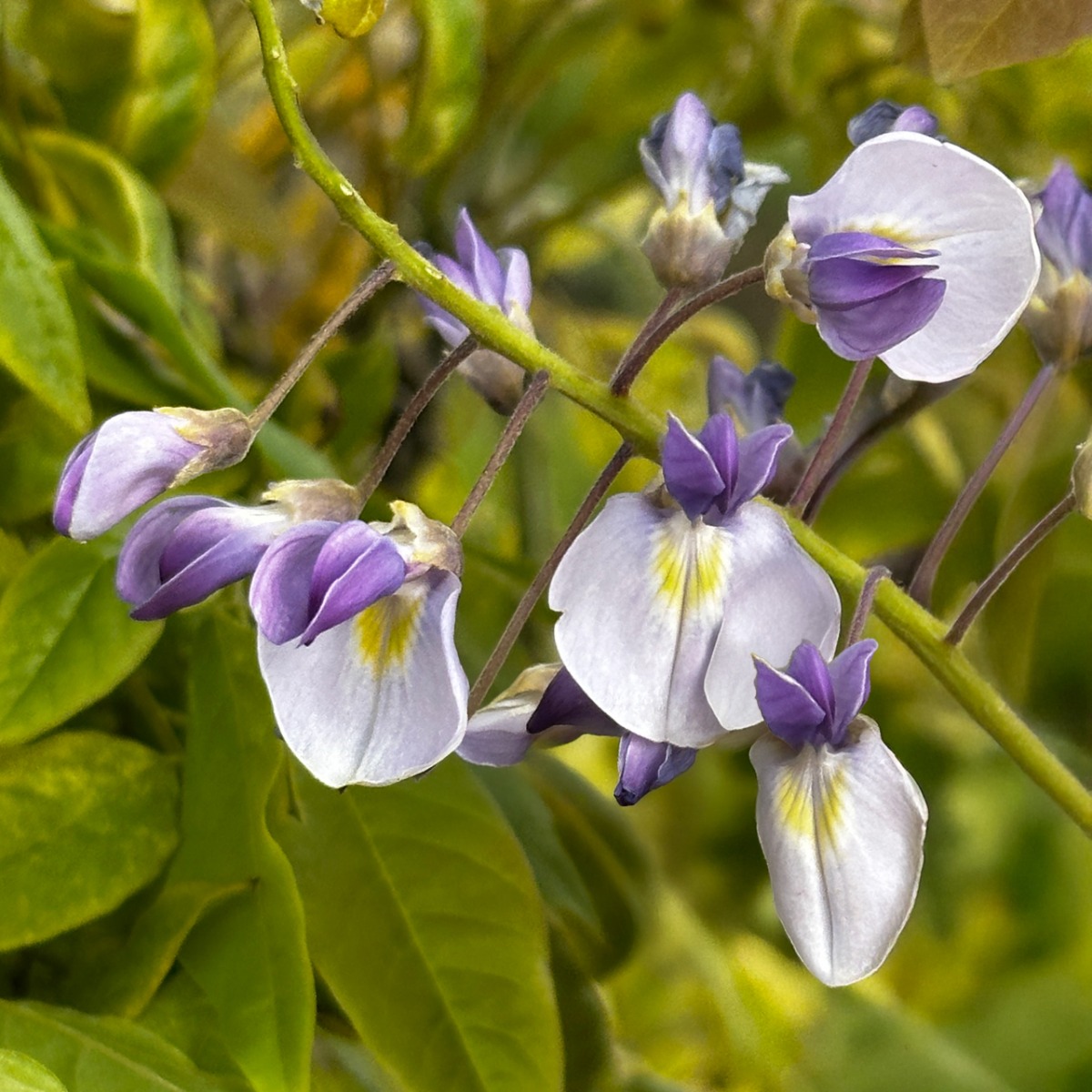 Extra Large Weeping Standard - Wisteria Brachybotrys Golden King - Extra Large