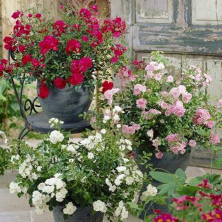 Ground Cover Fairy Roses - Lucky Dip Collection - Pack of Three Plants