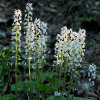 Tiarella Cordifolia - Foam Flower