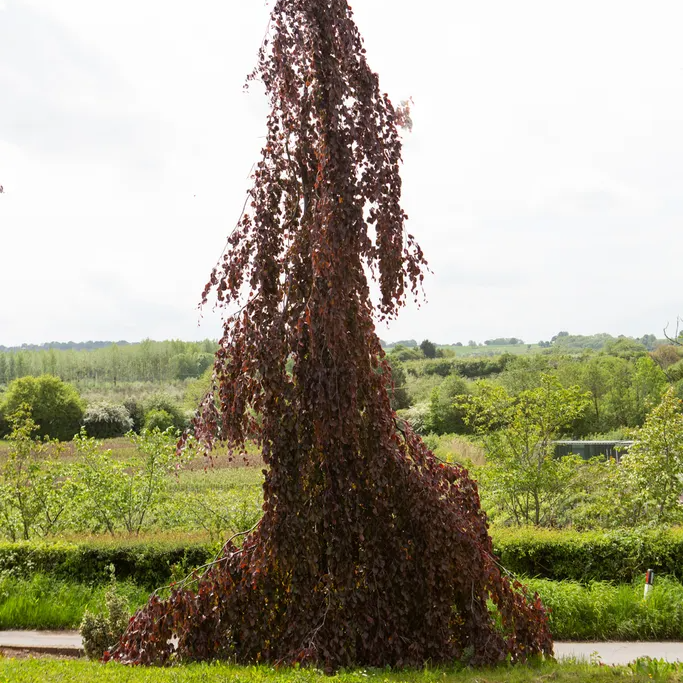Fagus Sylvatica 'Black Swan' - Weeping Purple Beech - Circa 2m Tall
