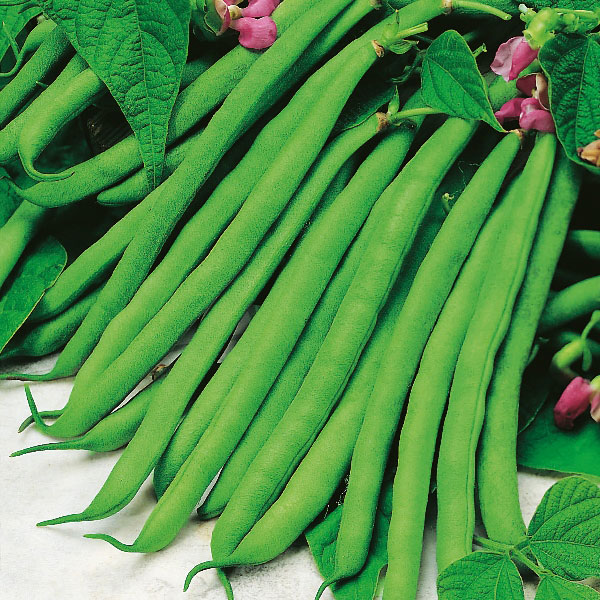 French Bean Cannellino