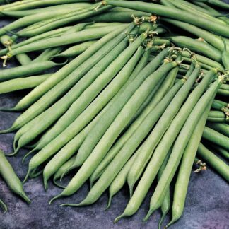 French Bean Safari