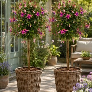 Pair of Fuchsia Tree Standards 'Ellebel' in Bud & Bloom - Gorgeous Patio Fuchsia Trees