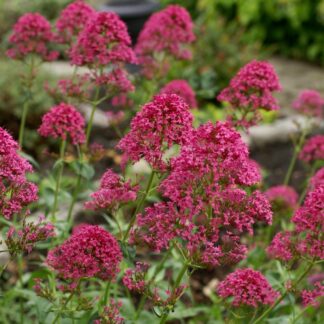 Centranthus Ruber Pretty Betsy - Valerian
