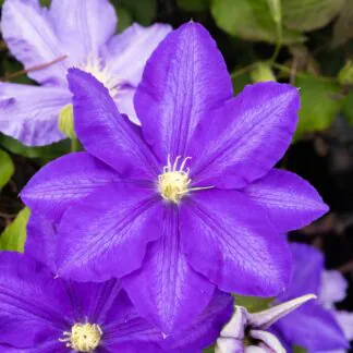 Clematis Lasurstern - Summer Flowering Clematis