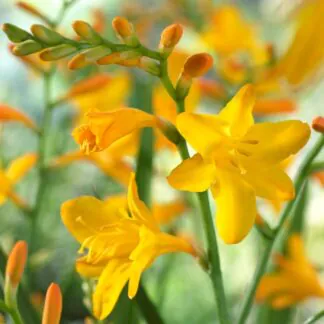 Crocosmia x Crocosmiiflora "George Davidson" - Montbretia