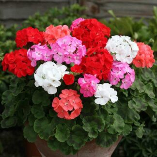 Geranium Maverick Mixture - Pack of 12 Plants