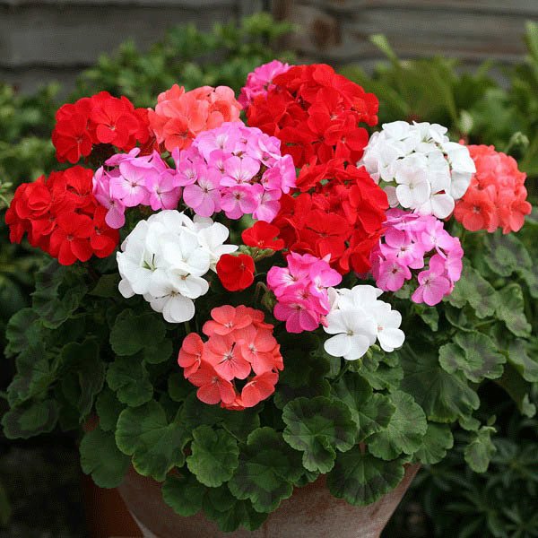 Geranium Maverick Mixture - Pack of 12 Plants