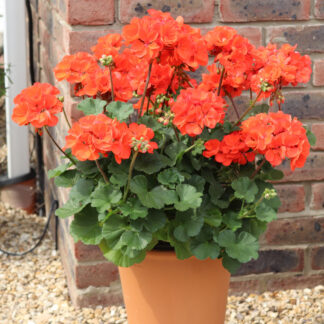 Geranium Zonale Orange - Pelargonium Plant