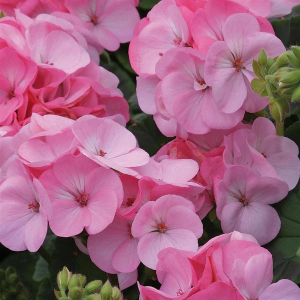 Geranium Apple Blossom Pink - Pelargonium Plants - Pack of 6