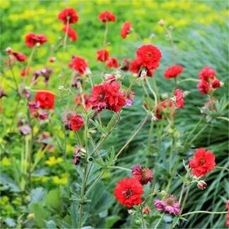 Geum Mrs Bradshaw - Avens - in Bud & Bloom