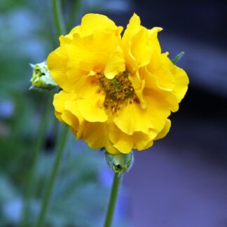 Geum Lady Stratheden - Avens - in Bud & Bloom