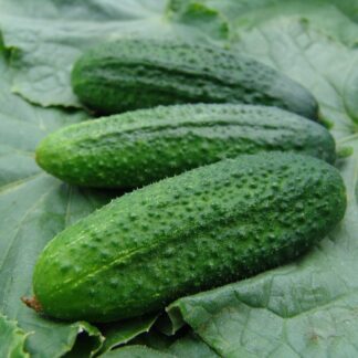 Cucumber Partner F1 (Gherkin)