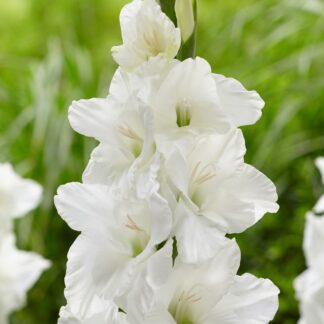 Gladiolus White - Pack of 7