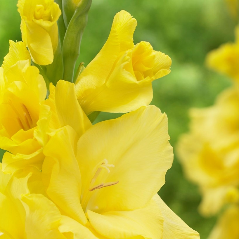 Gladiolus Yellow - Pack of 7