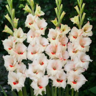 Gladiolus Candy - Pack of 7