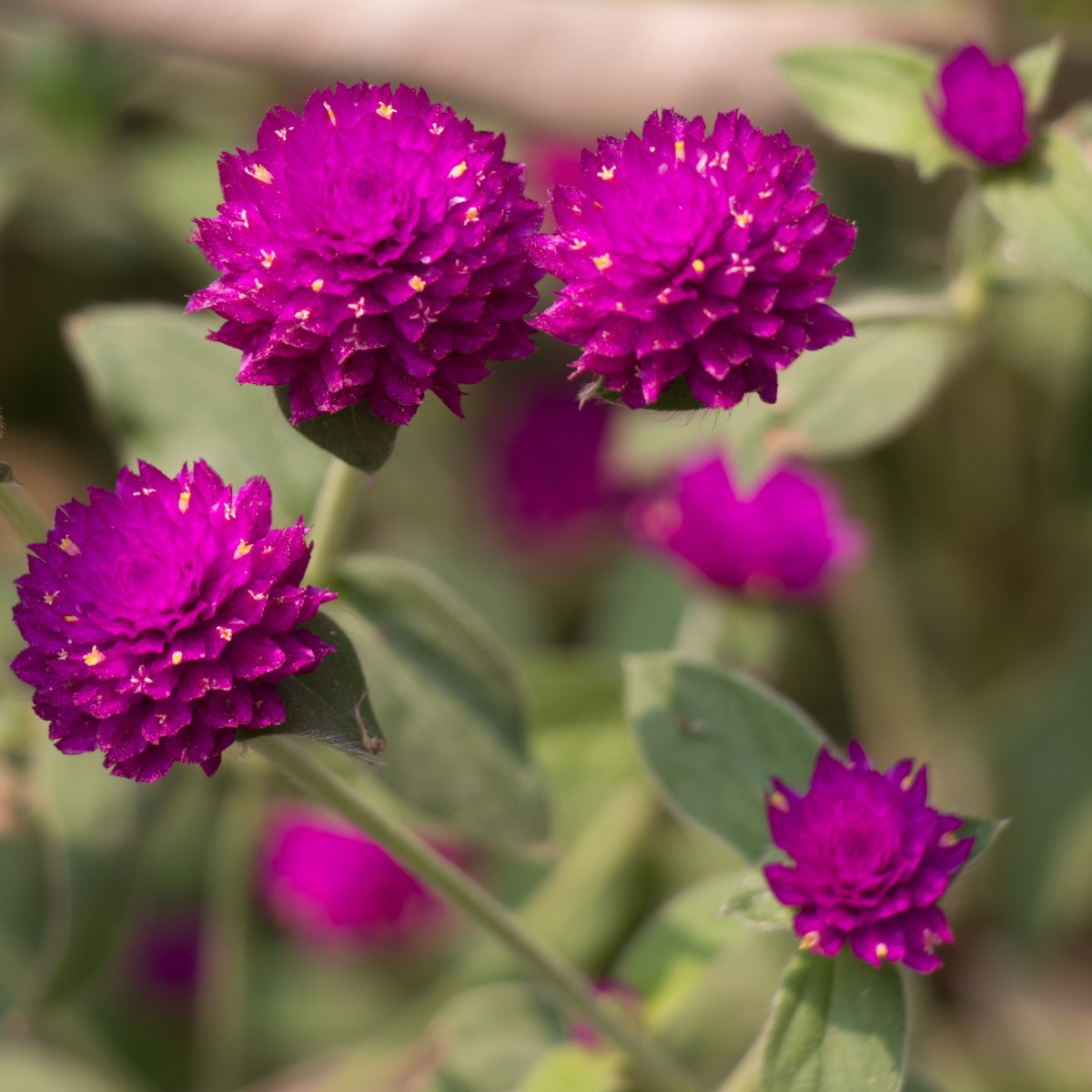 Gomphrena Globosa - Globe Amaranth