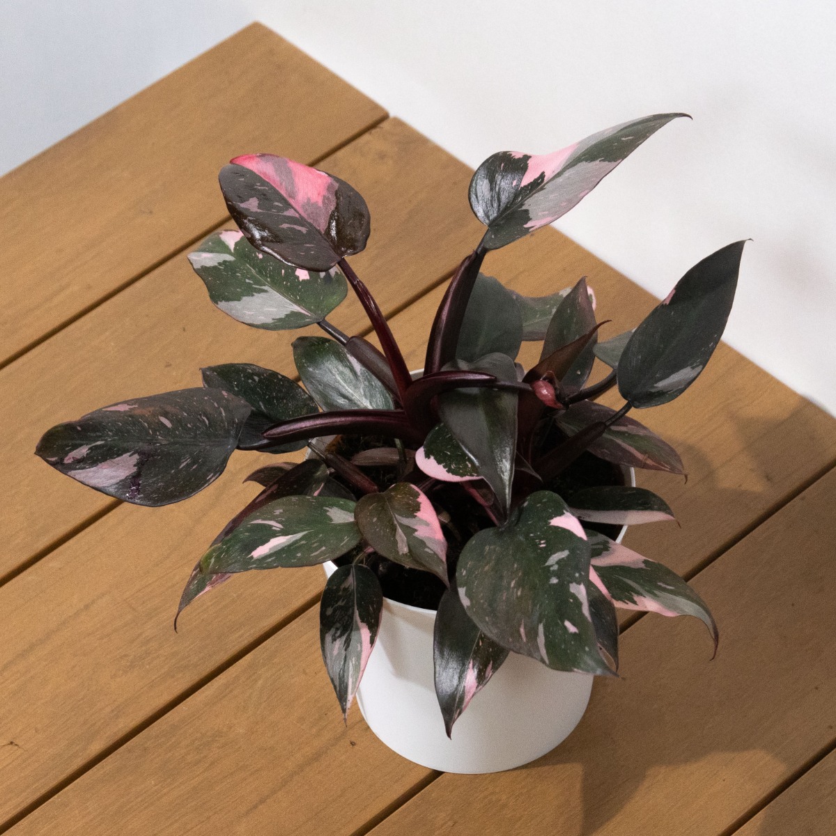 Philodendron Pink Princess