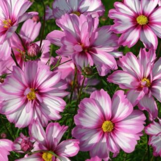 Cosmos Bipinnatus Capriola
