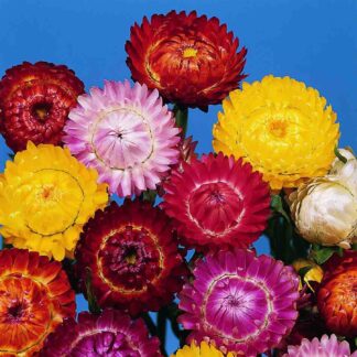 Helichrysum Bracteatum Formula Mix - Strawflower Plant