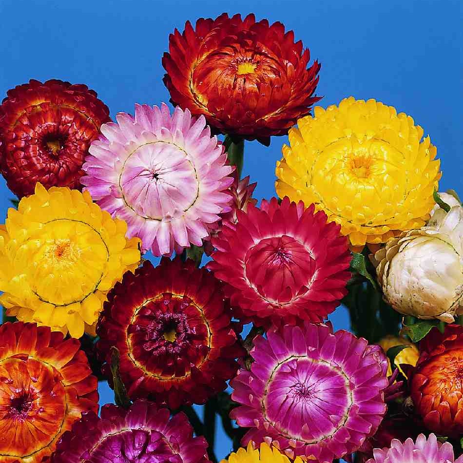 Helichrysum Bracteatum Formula Mix - Strawflower Plant