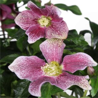 Helleborus x Orientalis 'Hello Pink' - Oriental Hellebore