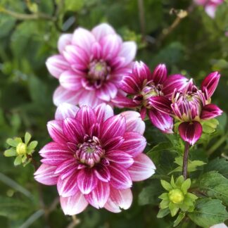 Dahlia Hemisphere